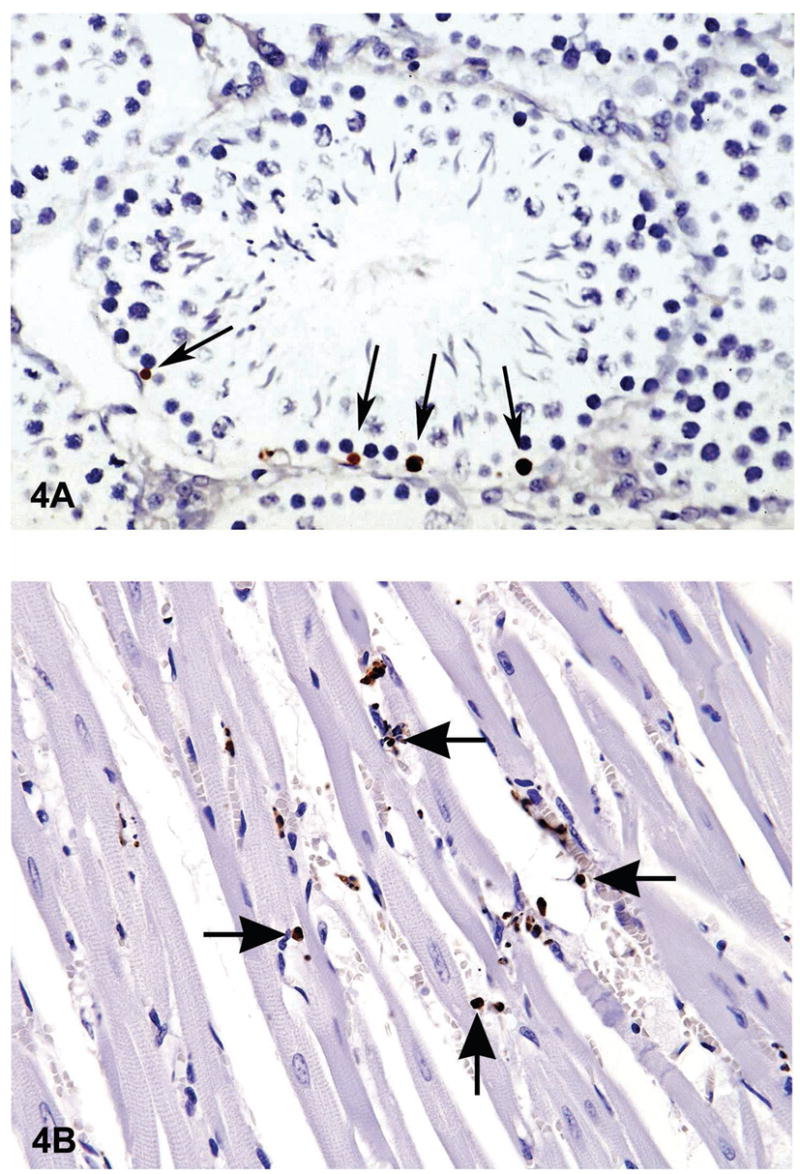 Apoptózis detektálása TUNEL (Terminal deoxynucleotidyl Transferase Biotin-dUTP Nick End Labeling) festéssel. DNS degradálódását a Ca/Mg-függő endonukleázok okozzák.