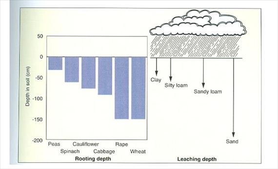 A tápanyag-gazdálkodás környezetvédelmi összefüggései Figure 10.4. Élelmiszerek és zöldségfélék NO3-N és NO2-N határértékei 17/1999. (VI.