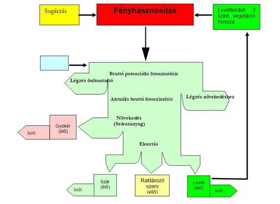 4. Termésszimulációs modellek, modellépítés Az asszimiláták átalakításának hatékonysága az egész növényre vonatkozik.