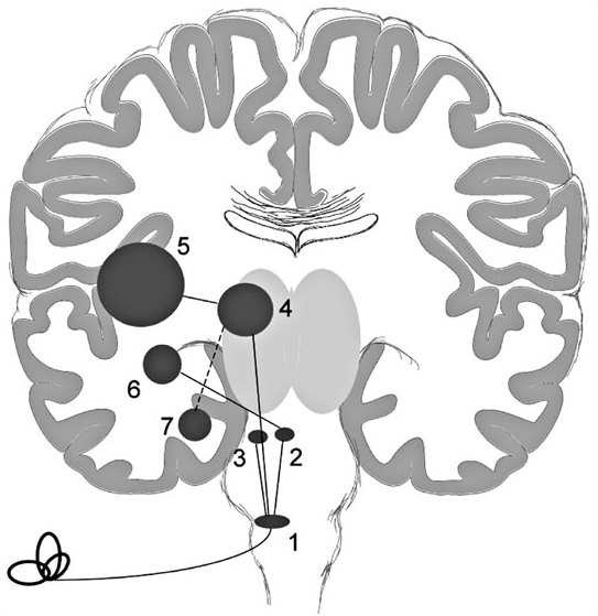 Vesztibuláris rendszer neurofiziológiája: