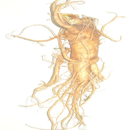 2015.02.10. Panax ginseng C.