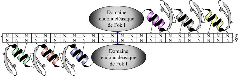 Zinc Finger Nucleases or chimeric nucleases Kim et al. PNAS 93:1156.