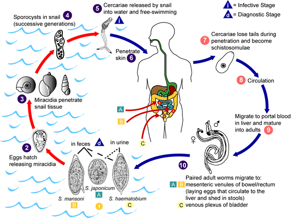 A Schistosoma