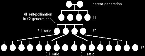 Mendel kísérlete Mit tett másképp? 3.