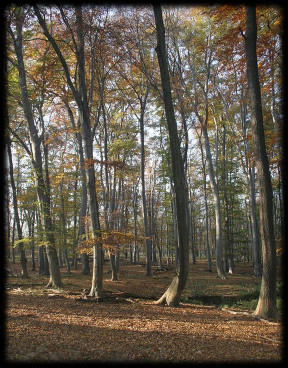 FEJÉR MEGYE HELYI JELENTŐSÉGŰ TERMÉSZETVÉDELMI TERÜLETEI PARK: 12 VIZES TERÜLET: 9 ERDŐ: 7 FÜVES