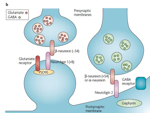 A glutamáterg és GABAerg szinapszis képződést (gátló vagy serkentő szinaptikus specializáció) a preszinaptikus