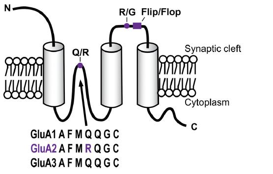 AMPA receptor alternatív splicing: flip/flop variánas Q/R editing a Ca ++