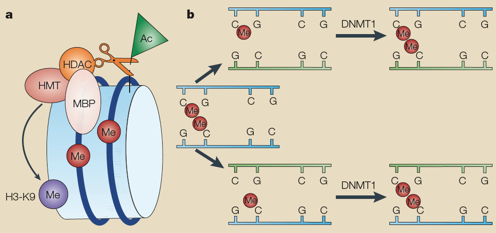 DNA metiláció funkcionális következménye Metilált promoter inaktív A a CpG sziget mentes szövetspecifikus gének automatikusan metiláltak, aminek a következménye a globális inaktiváció, aminek a