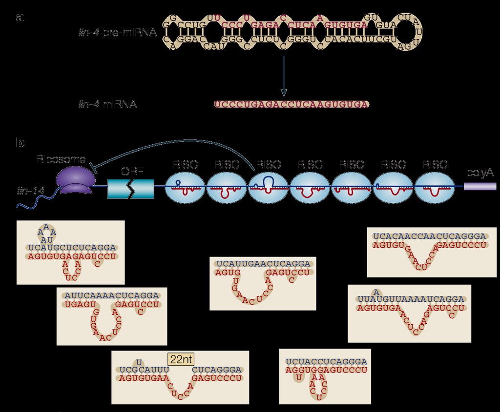 Génműködés szabályozása genom kódolt mikro RNS-ekkel MicroRNS-ek Kisméretű nem-kódoló