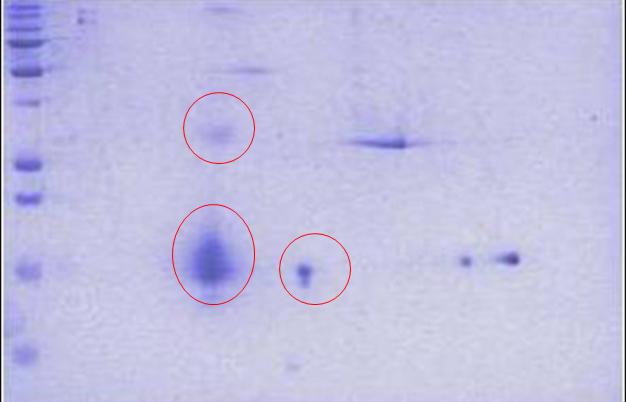 M5: HuSCID egérszérumokkal azonosított IgE-reaktív polipeptidek humán pozitív szérumokkal való összehasonlító vizsgálata 42.