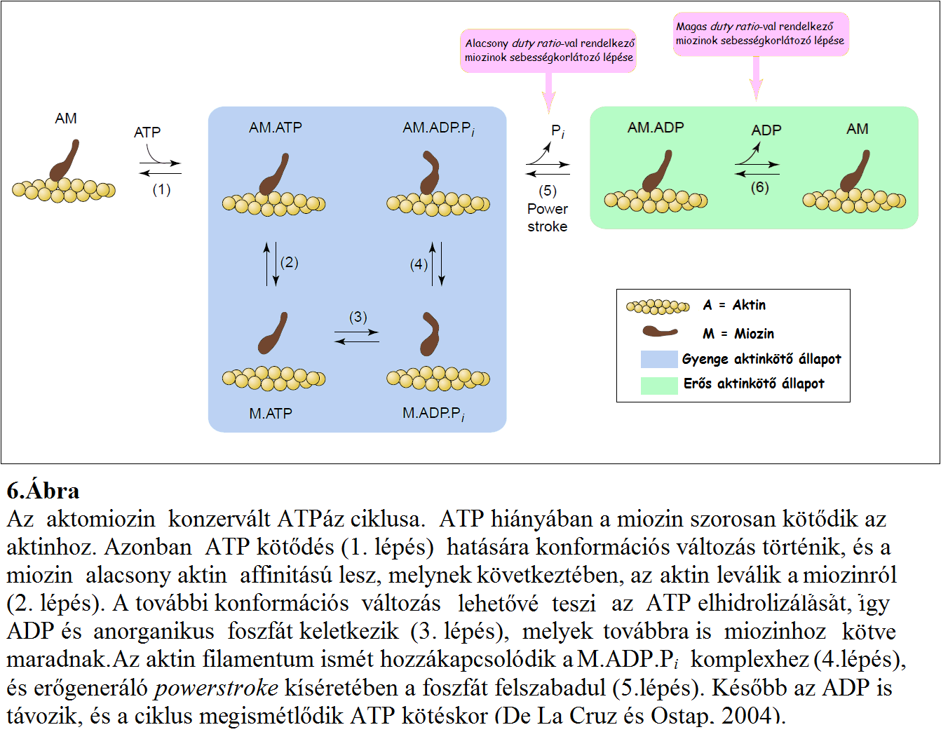 3. Miozin izoformák Az aktin alapú molekuláris motoroknak, a miozin szupercsaládnak legalább 35 tagja van (Sweeney és Houdusse, 2010), melyek a változatos sejtszintű tevékenységekhez adaptálódtak.