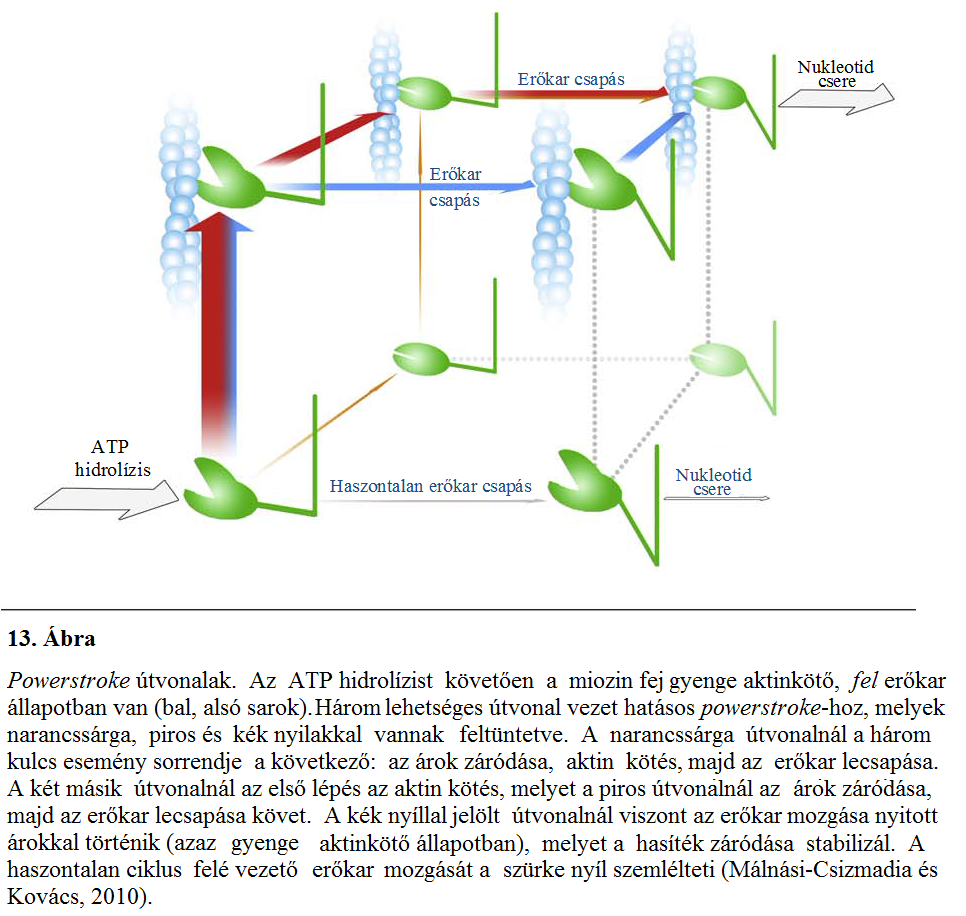 A másik két effektív powerstroke felé vezető útvonal, aktinhoz való kötődéssel kezdődik, mely így gyengén csatolt, fe állapotú aktomiozin komplexhez vezet. Ebből az állapotból a két út elválik.