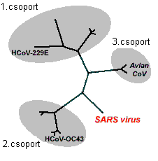SARS-CoV valószínű eredete: cibet macska?