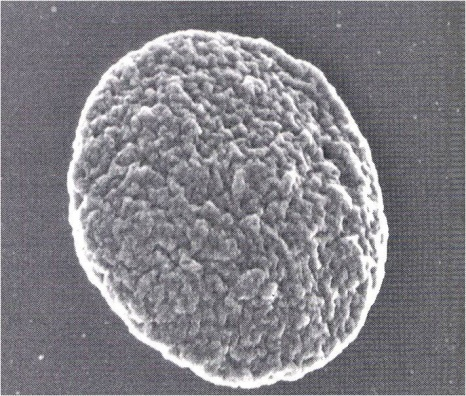 diphosphatase Thrombocyta aktiváció 1. Az érsérülést követıen ~15 másodperccel aktiválódnak 2.