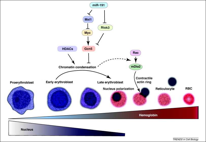5 millió vvt/másodperc Totipotens sejt vagy Stem cell Lymphoid sejt Multipotent Stem cell Proerythroblast