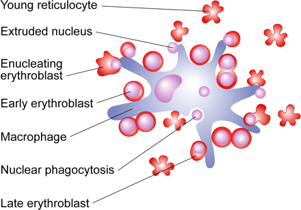 Erythropoesis Az erythrociták képzése 1. Az erythropoiesis helye: vöröscsontvelı (köbös és lapos csontok) 2.
