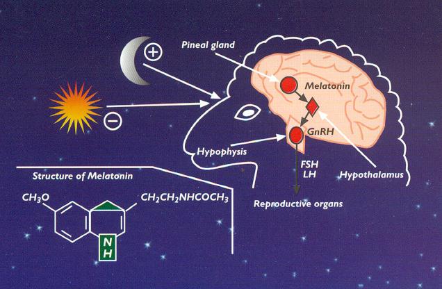 corpus pineale Chemically: from Triptofan