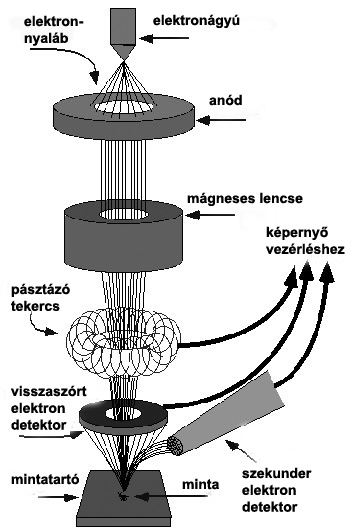 4.3.2. Pásztázó elektronmikroszkópos mérés (SEM) A pásztázó elektronmikroszkópia egy olyan képalkotó módszer, amely segítségével a minták felszínéről kapunk információt.