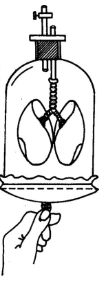 Készíts Donders-féle tüdőmodellt az alábbi ábra segítségével! A gumipelenkát a gombnál megfogva húzd lefelé, majd engedd vissza! Ismételd meg többször a műveletet!