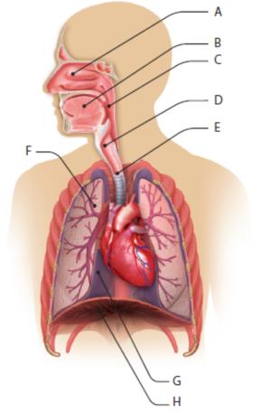 12. A LÉGZÉS ÉLETTANI VIZSGÁLATA Bevezető kérdések 1. Nevezd meg az ábra betűkkel jelölt részeit! A. B. C. D. E. F. G. H. 10. A légzőszervrendszer 2. Mi a légzés feladata? 3.
