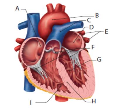 14. Szívünk működése Bevezető kérdések 1. Ismertesd a vér útját a nagy és a kis vérkörben! 2. Írd a betűk mellé a szív egyes részeinek nevét! A. B. C. D. E. F. G. H. I. 13.