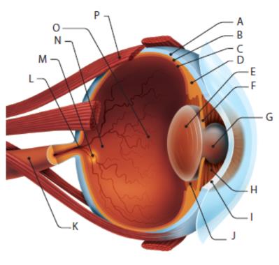 16. LÁTÁS-ÉLETTANI VIZSGÁLATOK Bevezető kérdések 1.Nevezd meg a szem részeit! Írd a betűk mellé az egyes részek nevét! A. B. C. D. E. F. G. H. I. J. K. 15. A szem felépítése L. M. O. N. P. 2.