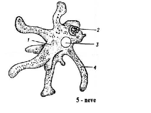 III. Állattan 1. Definíció (2 pont) 2. Egyszerű választás (2 pont) A puhatestűek kiválasztó szerve a: A. nefridium, B. metanefridium, C. vesécske, D. Malpighi edények, 3.