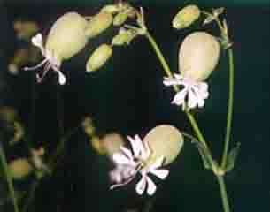 Szegfűfélék Caryophyllaceae elsősorban lágyszárú növények keresztben átellenes levélállás, a