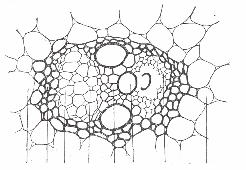 5. ábra: Kukorica szárkeresztmetszet (Sárkány 1966. nyomán) 2.1.5. Gyakorlat: Kollaterális nyílt nyalábok Jellemzı a nyitvatermıkre, zárvatermık közül a kétszikőekre.
