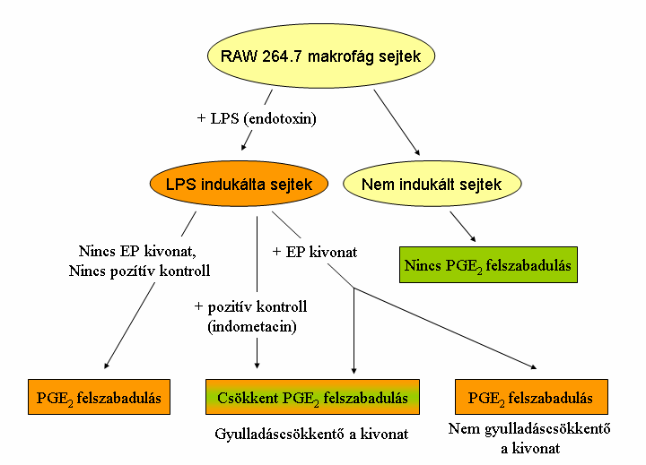 Anyagok és módszerek 7. ábra: Az in vitro COX-gátló aktivitás vizsgálat sematikus vázlata Sejtkultúra: humán makrofág sejtek (RAW 264.7 sejtvonal, 7.