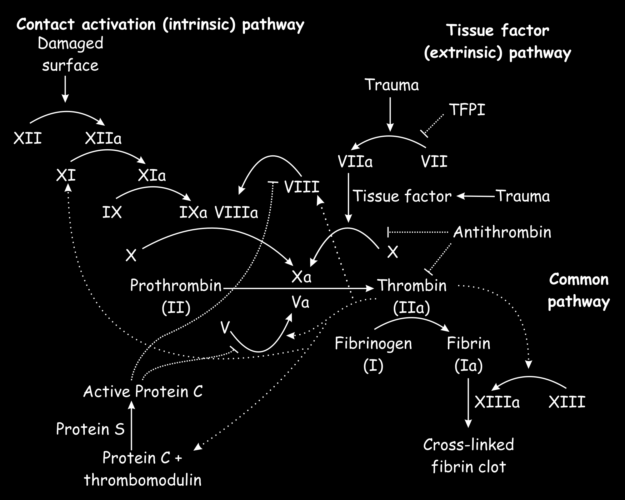 A véralvadás (koaguláció) egyszerűsített folyamata Sérült felszín intrinsic út extrinsic út (Szöveti faktor) Közös szakasz