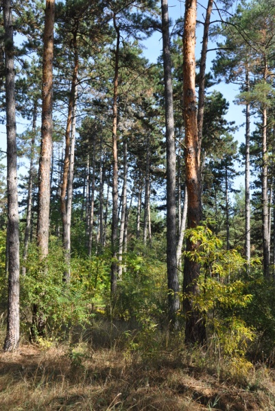 Összefoglalás Az Ásotthalom környéki erdők, több mint 70 %-a kultúrfenyves (Pinetum cultum). A lombos erdők döntő többsége szürke nyáras.