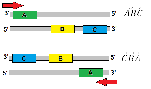 hanem a géneket jelölő betűk után a megfelelő sorrendben felsoroltam a szálak jelét. Példák a nyíllal és a DNS-en való ábrázolással a következő képen láthatóak. (5.2.