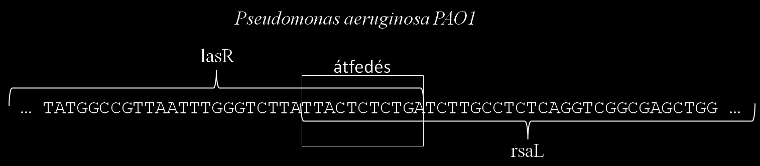 6.2.3. Gének közötti átfedés A gének konzervált átfedése egy fontos leírója a topológiáknak. A vizsgálatunk során két csoportnál észleltem ezt a jelenséget: (L1) és (R2).