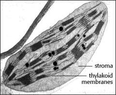 Kloroplasztiszok 3.