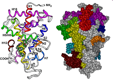 3 40-100 ng/l = 0,1% Aktív D Vitamin = hormon nem vitamin A receptor expressziót