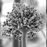 TAKARMÁNYOZÁS ÉS HŐSTRESSZ Aspergillus oryzae speciális kivonata Csökkenti a bendőben a hozzáférhető oxigén mennyiségét anerob cellulózbontó baktériumok száma nő rostemésztés hatékonysága nő.