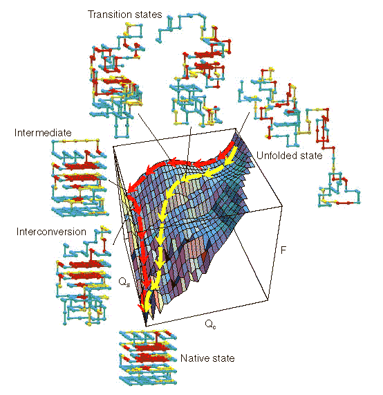 A molekulák kb. 20% a gyorsan felgombolyodik (sárga útvonal, <100 ms idõállandó), natívszerû intermedierrel A molekulák kb. 70% a jóval lassabban gombolyodik fel (piros útvonal, kb.