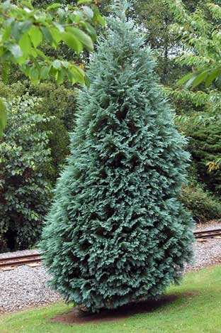 Cedrus atlantica Atlasz cédrus Alakja: kezdetben gyors növekedésű, 15-20 m magasra növő fa. Eleinte a koronaforma kúp alakú, később szétterülő. Lombja: tűlevelei szúrósak és csomóban ülnek az ágakon.