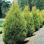 Cryptomeria japonica Monstrosa Nana Törpe japán sarlófenyő Alakja: 1-1,5m magas, lassú növésű törpefenyő.