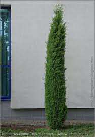 Juniperus communis Sentinel Boróka Alakja: 1,8-2m magas, lassú növekedésű, karcsú oszlop alakú Napos fekvést