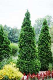 Thuja occidentalis Holmtsrup Tuja Alakja: 3-4m magas, zárt, sűrű ágú, keskeny kúp koronájú Levél: élénkzöld pikkelylevél, mely