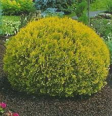 Thuja occidentalis Golden Globe Sárga gömbtuja Alakja: 0,5-1m magas, lassú növekedésű, koronája gömb alakú Levél: zöldessárga