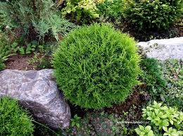 Thuja occidentalis Tiy Tim Törpe gömbtuja Alakja: 50cm magas, lassú növekedésű, koronája lapítot félgömb, gömb alakú Levél: zöld