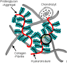 Porc összetétele Sejtek porcsejtek Extracelluláris Matrix Víz Kollagen