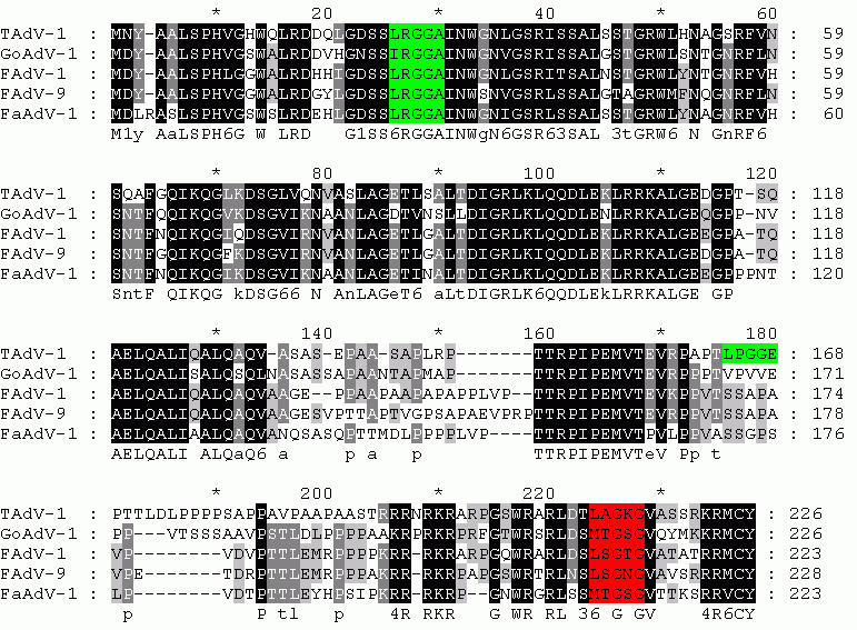 10. táblázat: A TAdV-1 és GoAdV-1 prekurzor polipeptidjeinek proteáz vágási szignáljai TAdV-1 GoAdV-1 I típus II típus IIb típus III típus I típus II típus IIb típus III típus ptp 329 170, 203 206 a