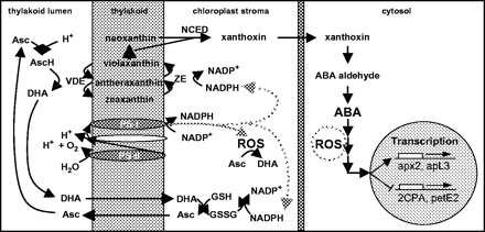 Irodalmi áttekintés A keletkező szaad gyökök és redukált oxigénformák kioltását a kloroplasztisz nem enzimatikus antioxidáns rendszerei, a tokoferol, aszkorinsav, karotinoidok végezhetik, de fontos