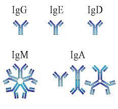 A komplementrendszer funkciói 5) Immunglobulinok (Ig): Az Ig molekulák a B-sejteken antigén kötő receptorként (BCR) vannak jelen, míg a testfolyadékban oldható ellenanyagként.