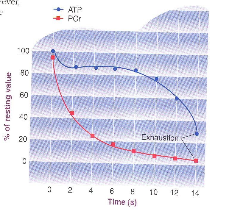 Az ATP és a KrP szintek alakulása a maximális