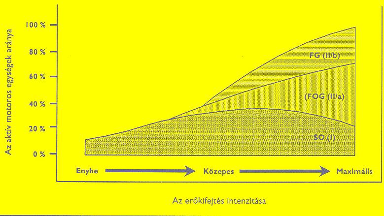 intenzitás egyre több gyors rost is